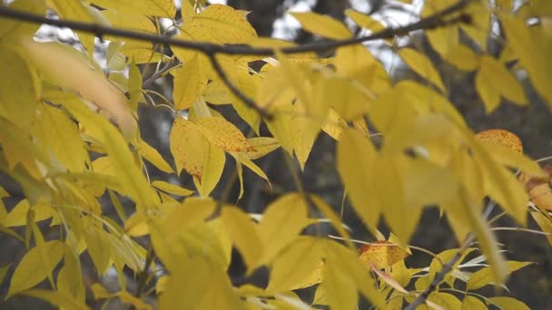 Желтые листья фона — стоковое видео