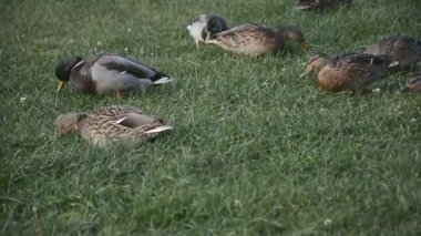 Yeşil çimlerde ördekler