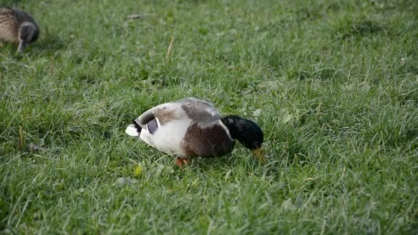 Duck on green grass — Stock Video