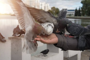 Güvercinler adam elinde yemek