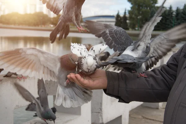 Os pombos comem a comida de uma mão no parque — Fotografia de Stock