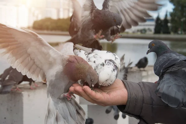 비둘기는 손에서 음식을 먹으십시오 — 스톡 사진