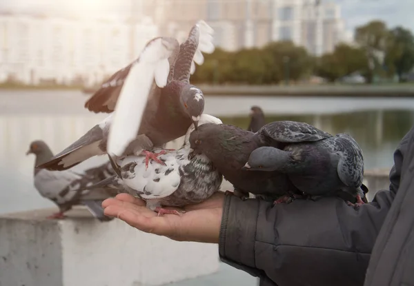 I piccioni mangiano il cibo da una mano nel parco — Foto Stock