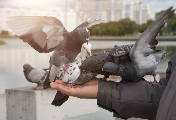비둘기는 음식을 먹는다 — 스톡 사진