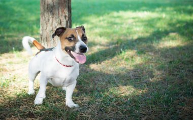 Küçük beyaz Jack Russell Terrier