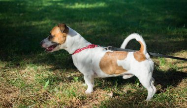 Peder Jack Russell Terrier duran yeşil çimen