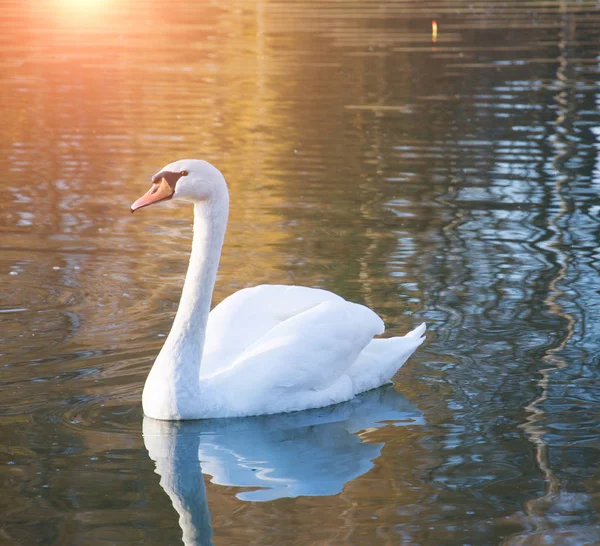 Ritratto di cigno bianco — Foto Stock