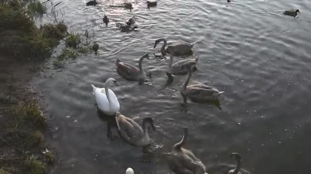 Animais vida selvagem: família cisne — Vídeo de Stock