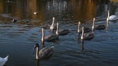 Hayvanlar yabani hayvanlar ve bitkiler, kuşlar: kuğu aile yüzme havuzun içinde