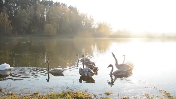 Animales vida silvestre, aves: familia de cisnes nadando en el estanque — Vídeos de Stock
