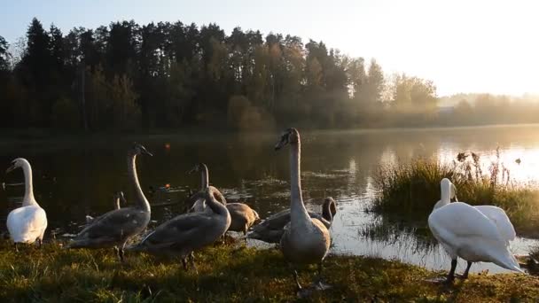 Ptak łabędź w stawie — Wideo stockowe