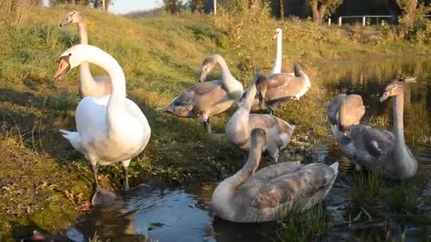 Swan pták v rybníku — Stock video