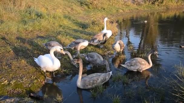 Swan πουλιών στη λίμνη — Αρχείο Βίντεο