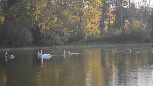 Ave cisne en el estanque — Vídeos de Stock