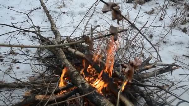Смаження бекону на паличці на вогні табору — стокове відео