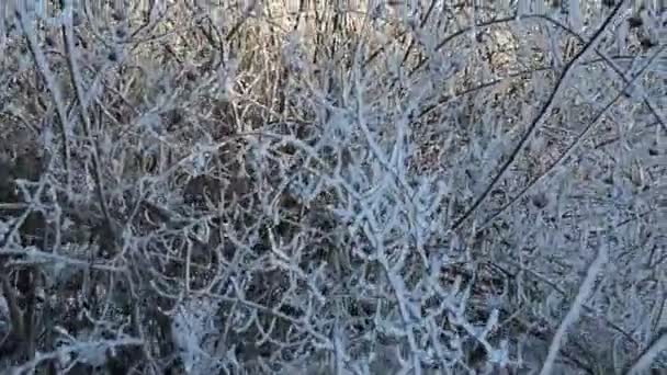 Kar kış ağaçlar — Stok video