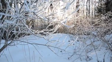 Güneş tam hd ayak ile kar orman