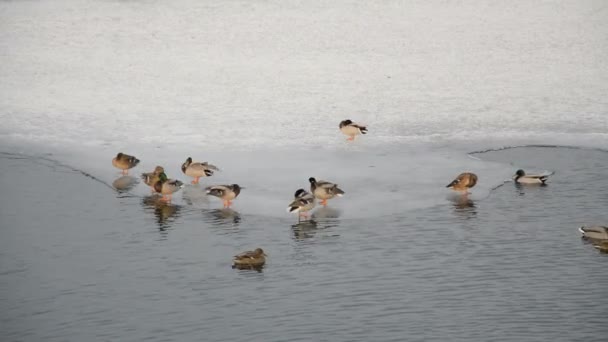 Dierlijke Wild: winter meer met eenden — Stockvideo