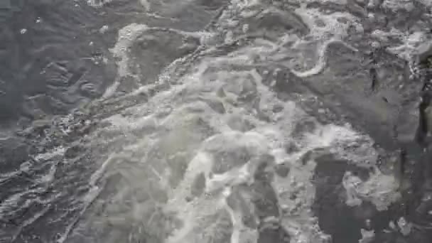 Raging pulito fiume di montagna fresco che scorre — Video Stock