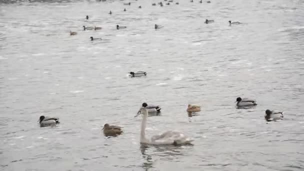 Cisne cinzento e patos — Vídeo de Stock