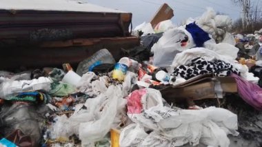 Minsk, Beyaz Rusya - 5 Mart 2019: Çöp nesli tehlike altında olan doğa orman ortamındaki