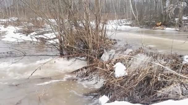 Потік ліс природи — стокове відео