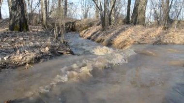 Orman akarsu manzara.