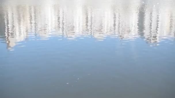 市池の背景 — ストック動画