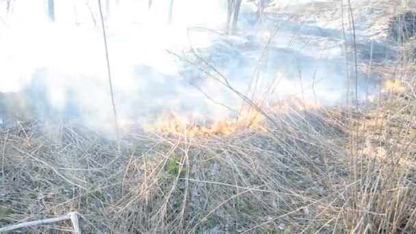 Ceniza de hierba quemada en el fuego — Vídeos de Stock