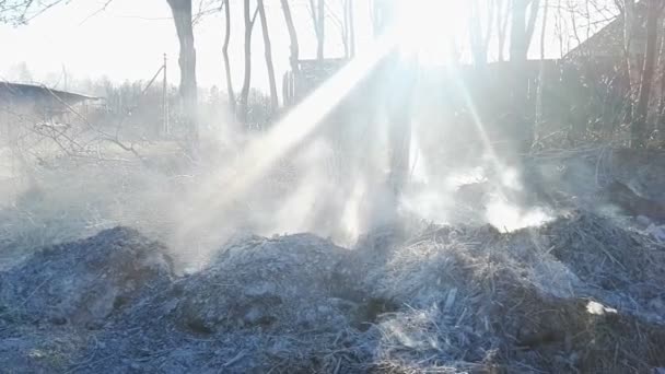 Пожар в лесу — стоковое видео