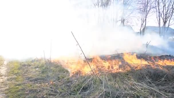 Krajobraz ognia trawy — Wideo stockowe