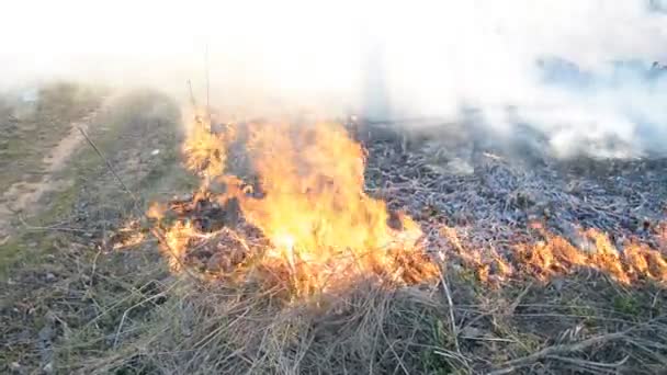 Concetto di distruzione ecologica, fuoco d'erba — Video Stock