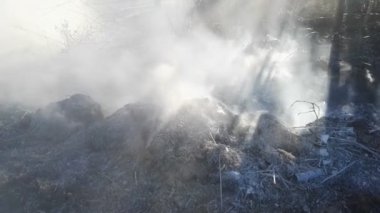 Yangından sonra ormandaki çöpler tüttürür