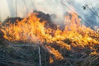 Tarlada eski çimlerin yakılması