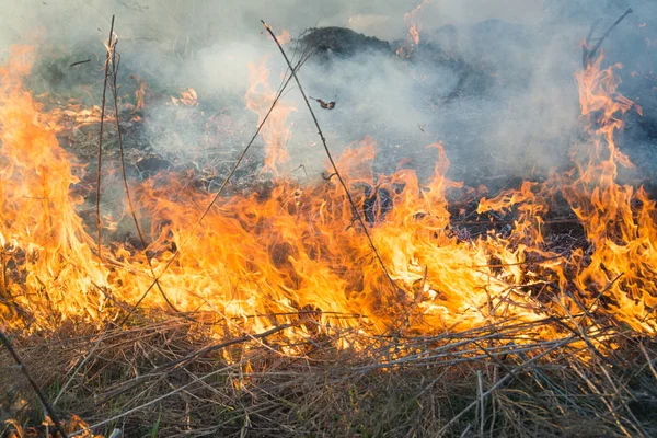 Травяной пожар — стоковое фото