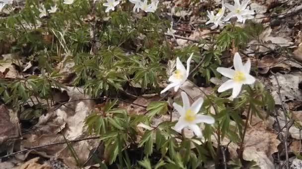 Forest white flower Spring scenery — Stock Video