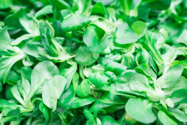 Yeşil mısır salatası arka plan veya doku