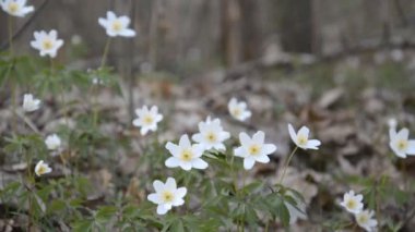 Ahşap Anemones arka planı