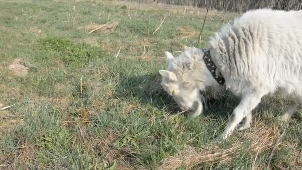 Chèvre sur le pâturage manger de l'herbe — Video