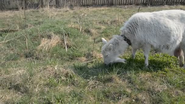 Una cabra blanca pastando en el campo — Vídeos de Stock