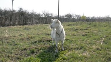 Beyaz keçi sahada