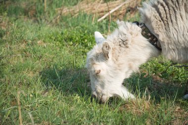 Beyaz Keçi çim üzerinde