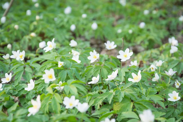 Bosque blanco flores fondo — Foto de Stock