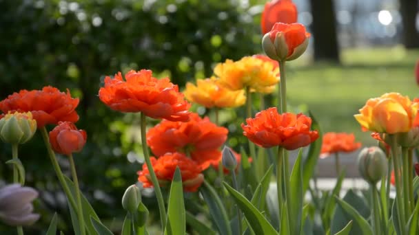 Fond de fleur de ville rouge — Video