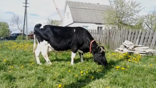 Cow Eats Grass — Stock Video