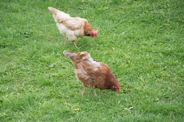 Dos gallinas sobre hierba verde — Foto de Stock