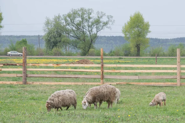 Ovelhas comer grama verde na caneta — Fotografia de Stock