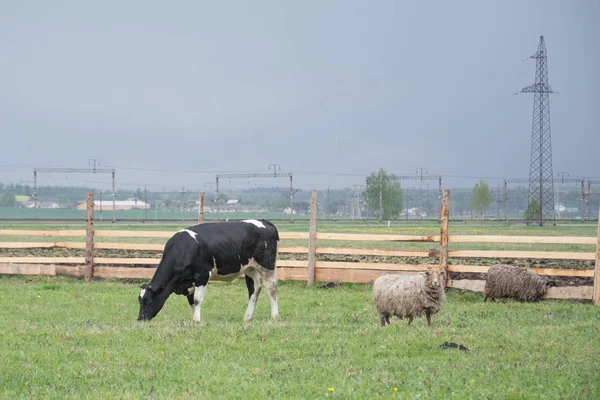 Corral avec une vache — Photo