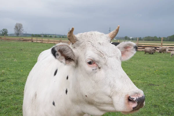 white cow face