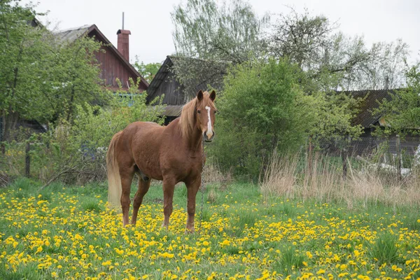 Vörös ló hosszú sörényét a virág — Stock Fotó